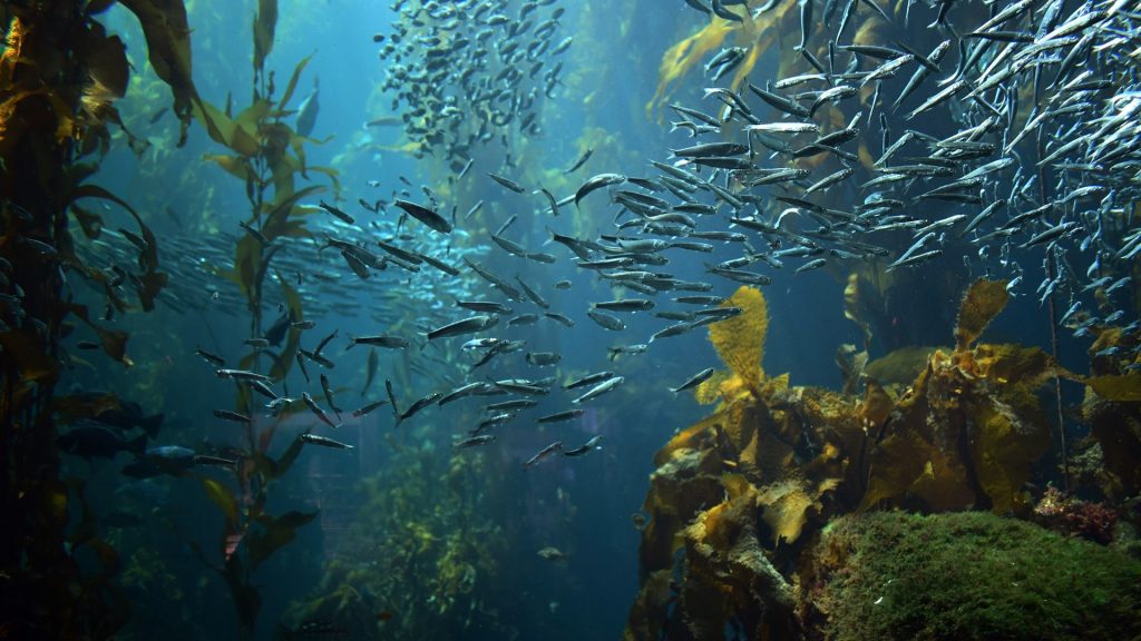 Foto van sardines in het zeewierbos