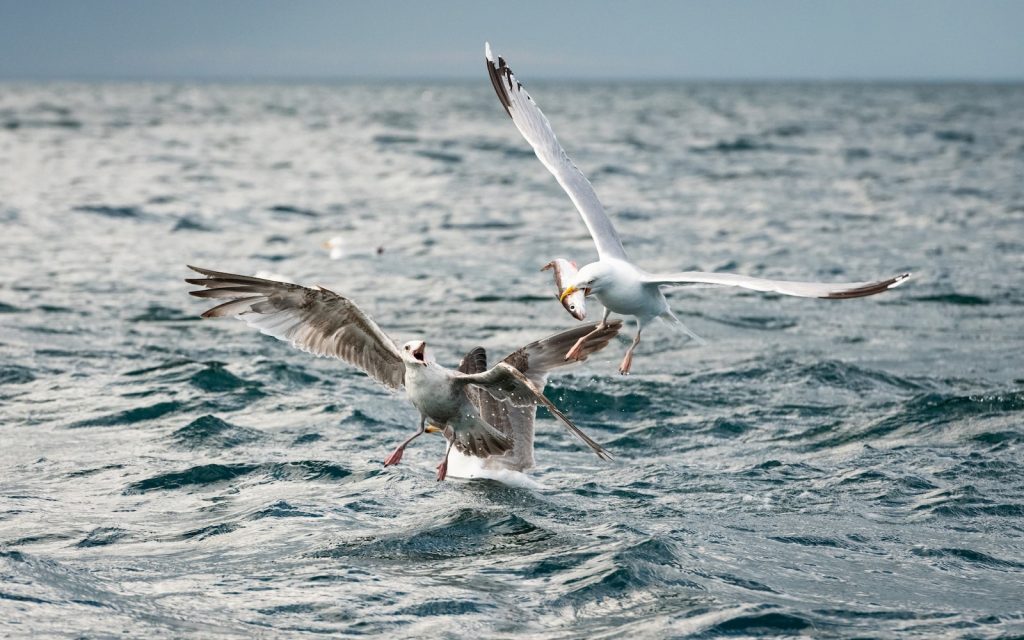 Foto van twee meeuwen