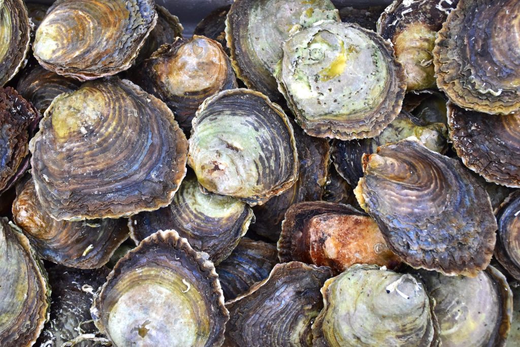 Foto van platte oesters