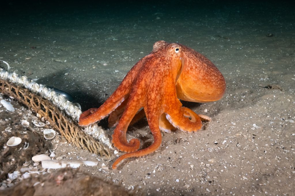 Foto van orange Inktvis