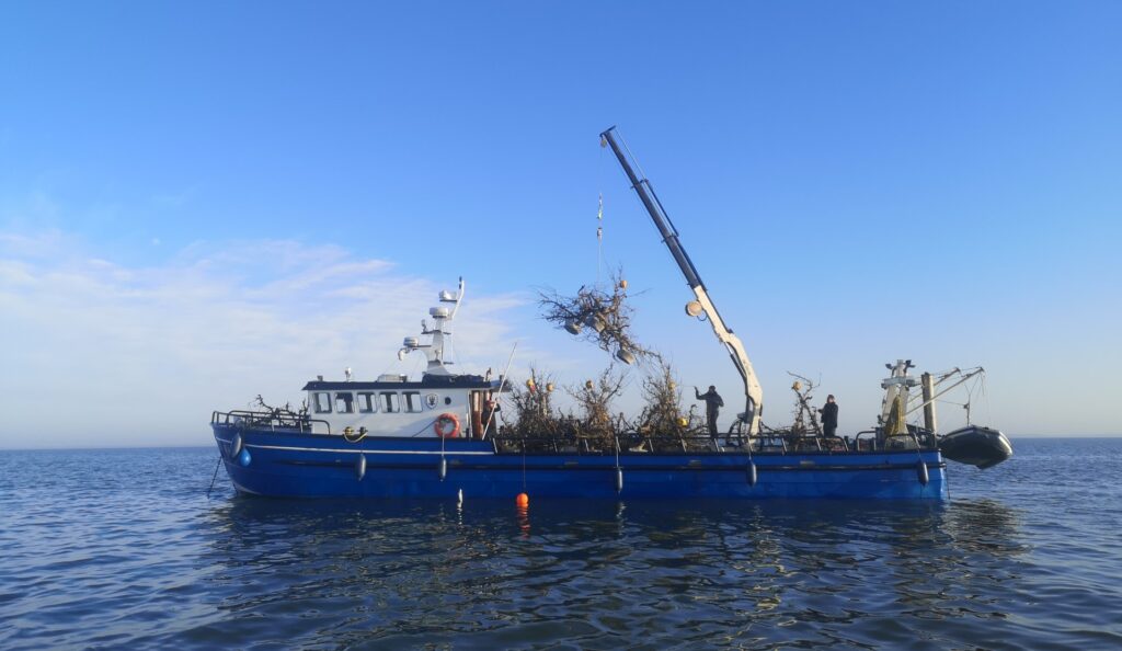 TreeReefs voorbeelden op een boot